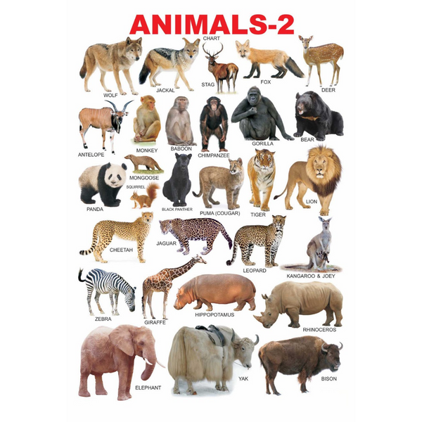 Buy Dreamland Publications Educational Chart for Kids - Animals-2 ...