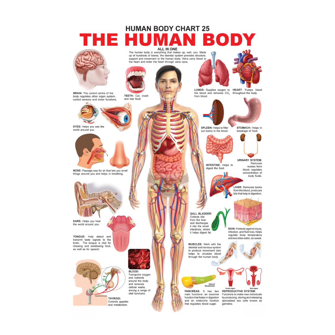 Dreamland Publications Educational Chart for Kids - The Human Body Chart