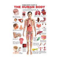 Thumbnail for Dreamland Publications Educational Chart for Kids - The Human Body Chart