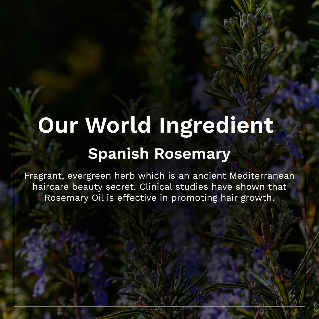 Pilgrim Spanish Rosemary & Biotin Hair Growth Oil To Control Hair Fall & Strengthens Hair - Distacart