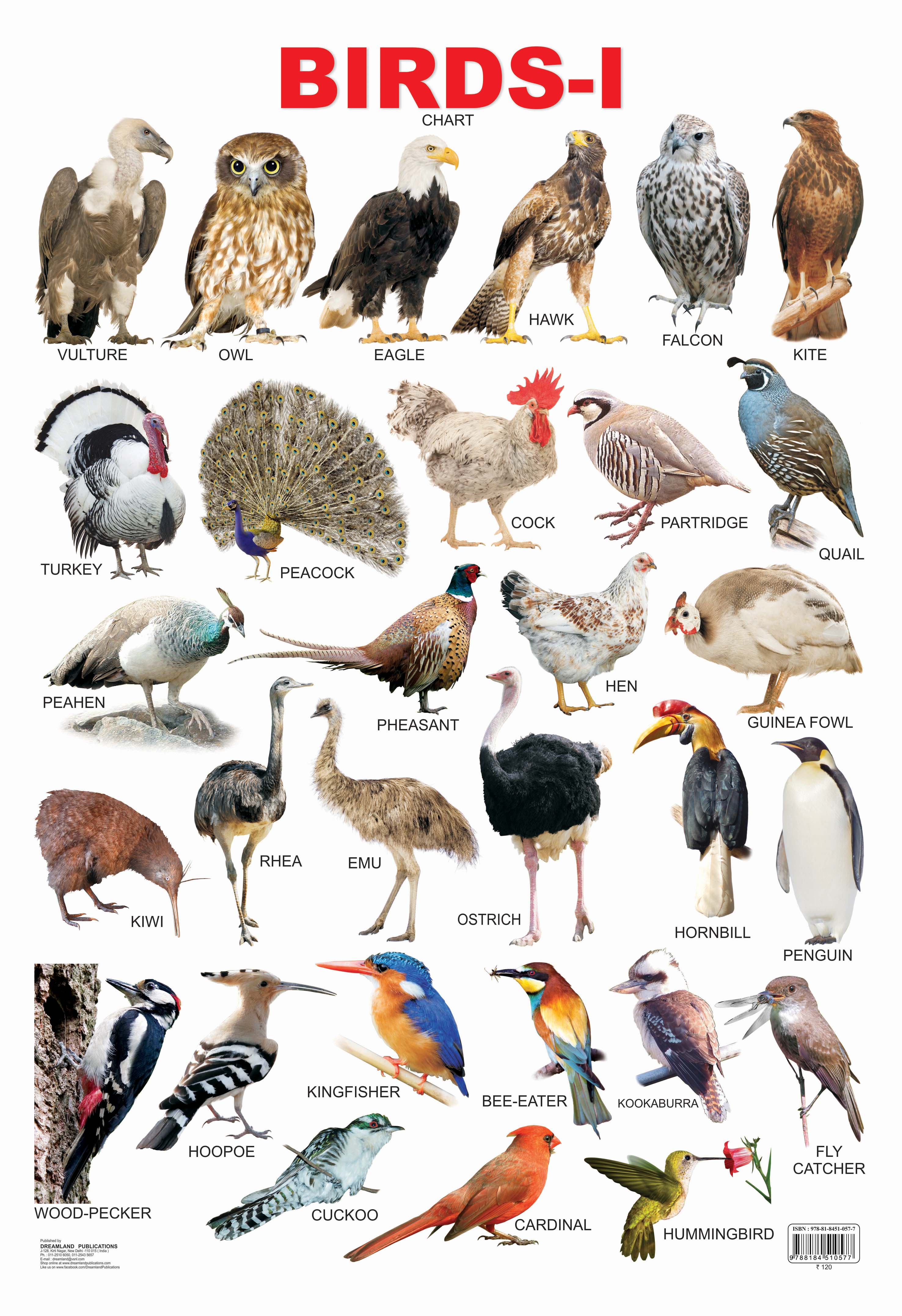 Birds Chart for Kids