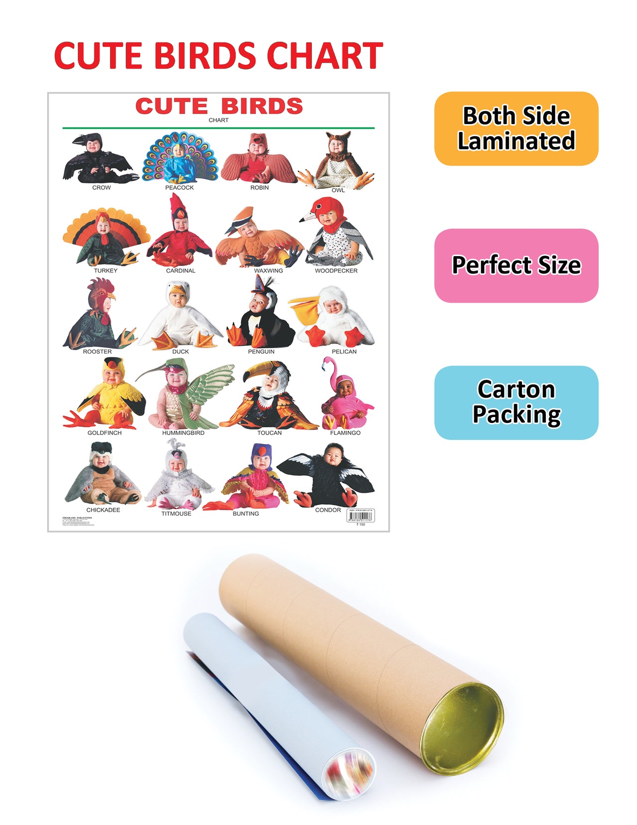 Dreamland Publications Educational Chart for Kids - Cute Birds - Distacart