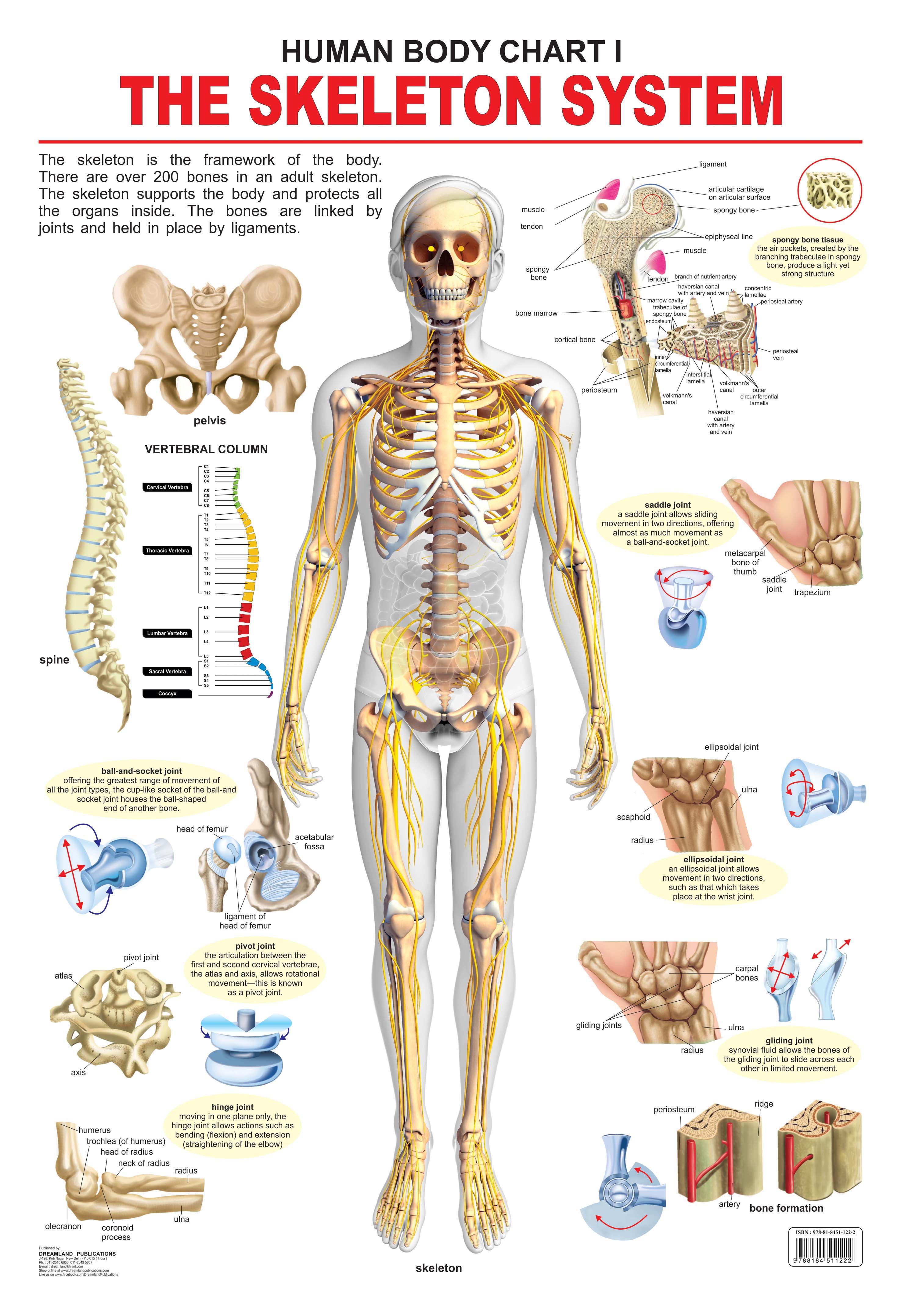 skeletal system chart