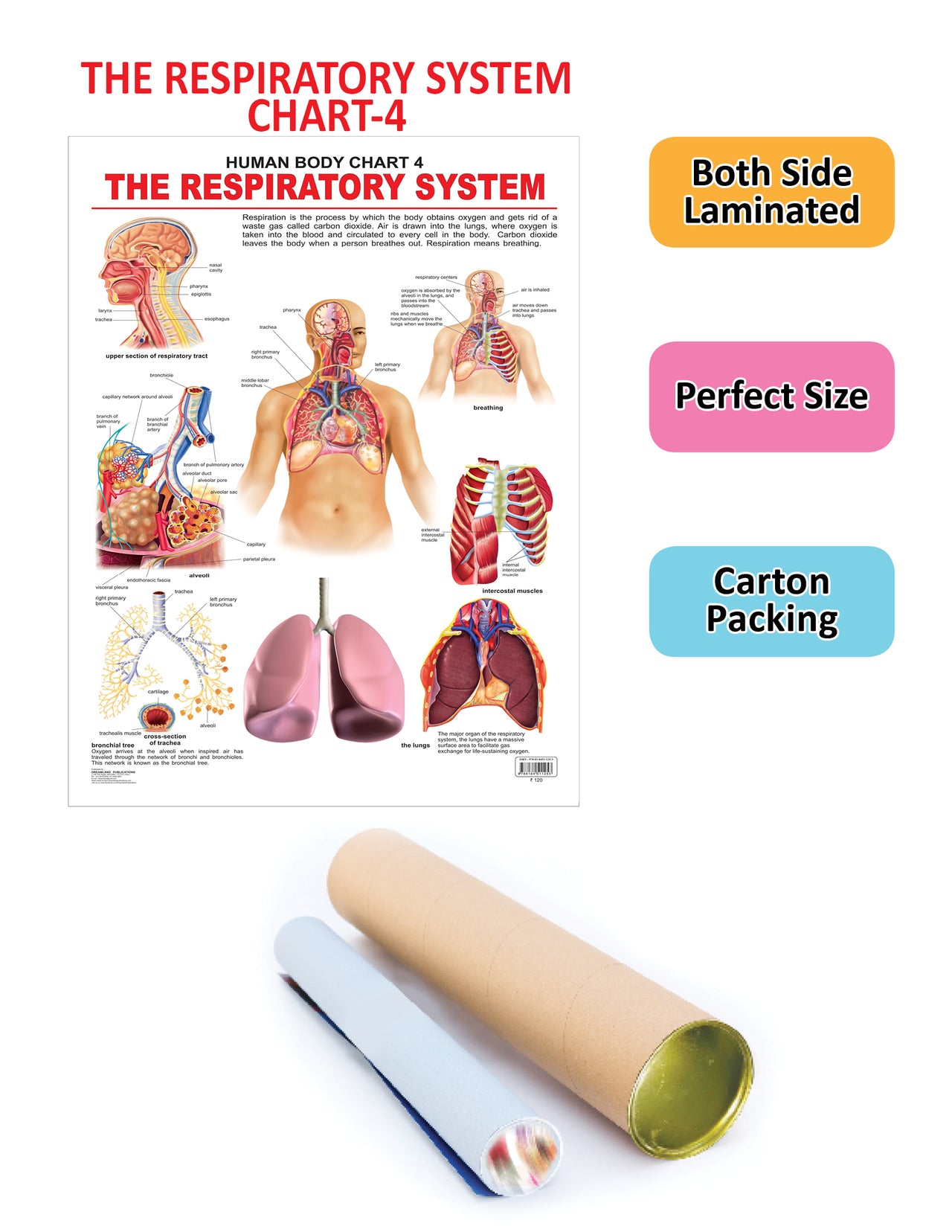 Buy Dreamland Publications Educational Chart for Kids - The Respiratory  System Online at Best Price | Distacart