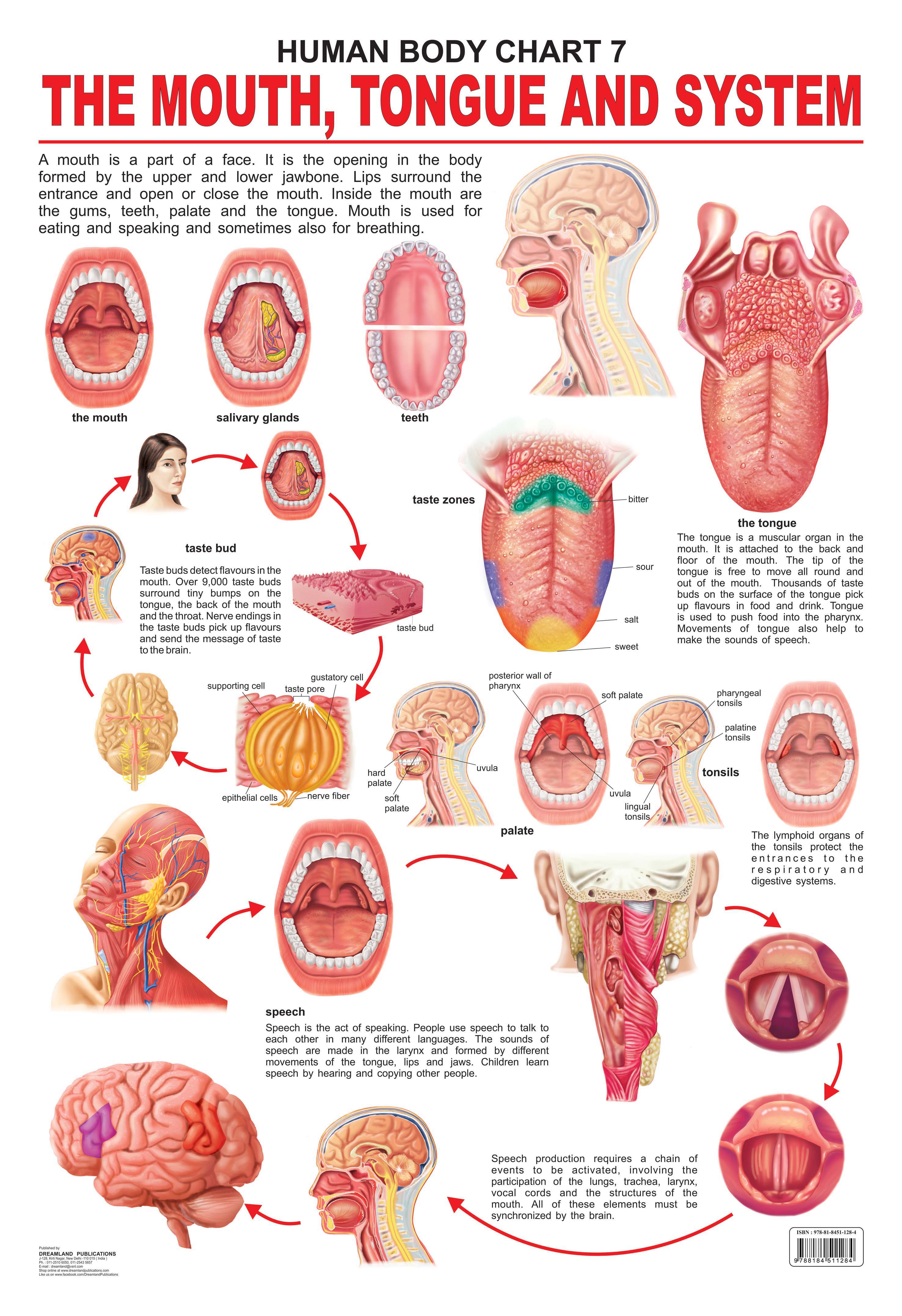 parts of the tongue for kids