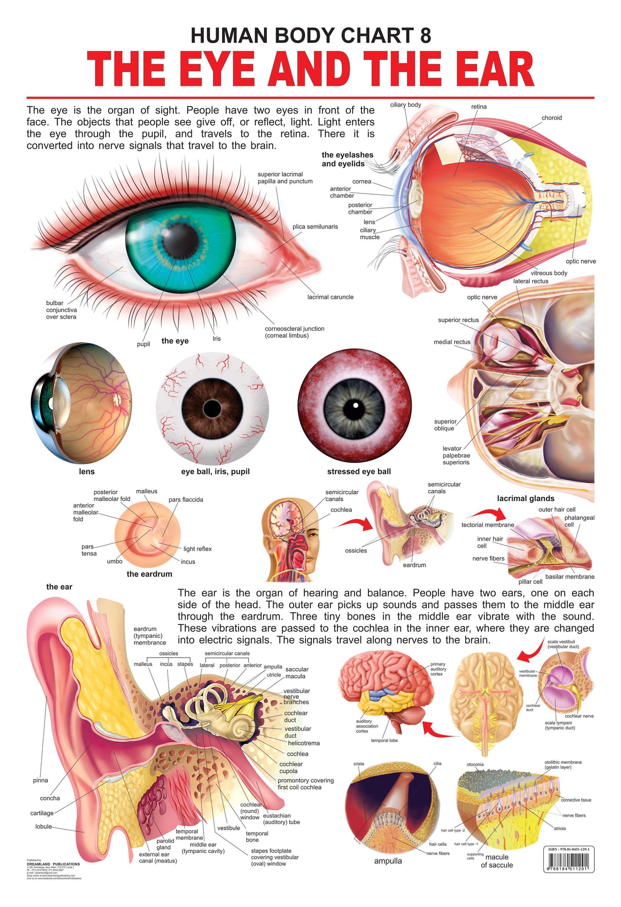 Dreamland Publications The Eye & the Ear : Children Reference Educational Laminated Chart - Distacart