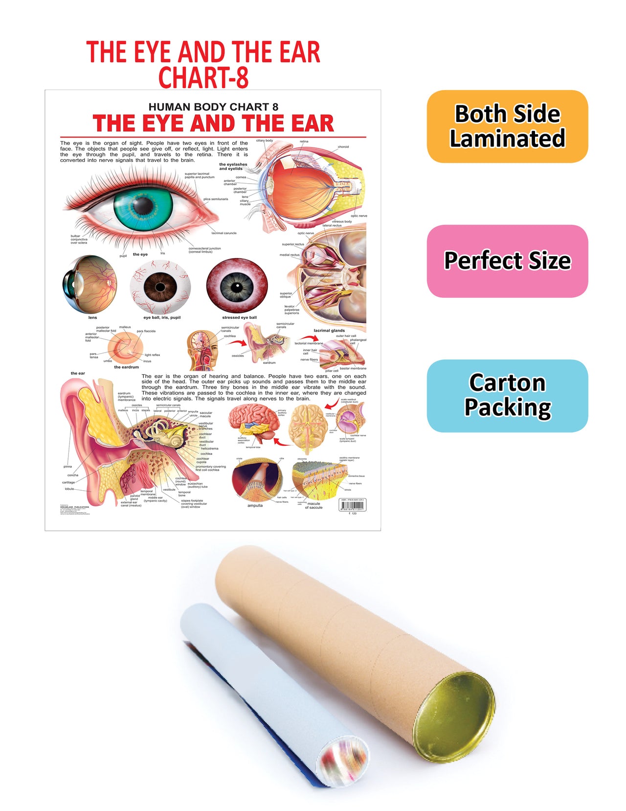 Dreamland Publications The Eye & the Ear : Children Reference Educational Laminated Chart - Distacart