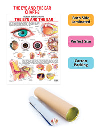 Thumbnail for Dreamland Publications The Eye & the Ear : Children Reference Educational Laminated Chart - Distacart