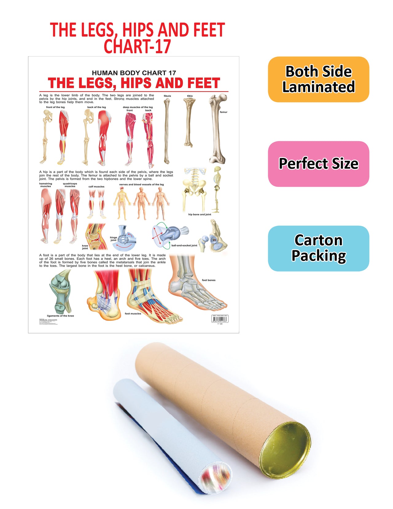 Buy Dreamland Publications The Hips, Legs & Feet : Children Reference  Educational Laminated Chart Online at Best Price | Distacart