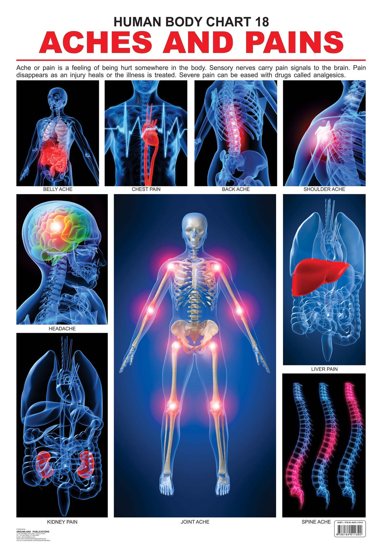 Dreamland Publications Educational Chart for Kids - The Pains - Distacart