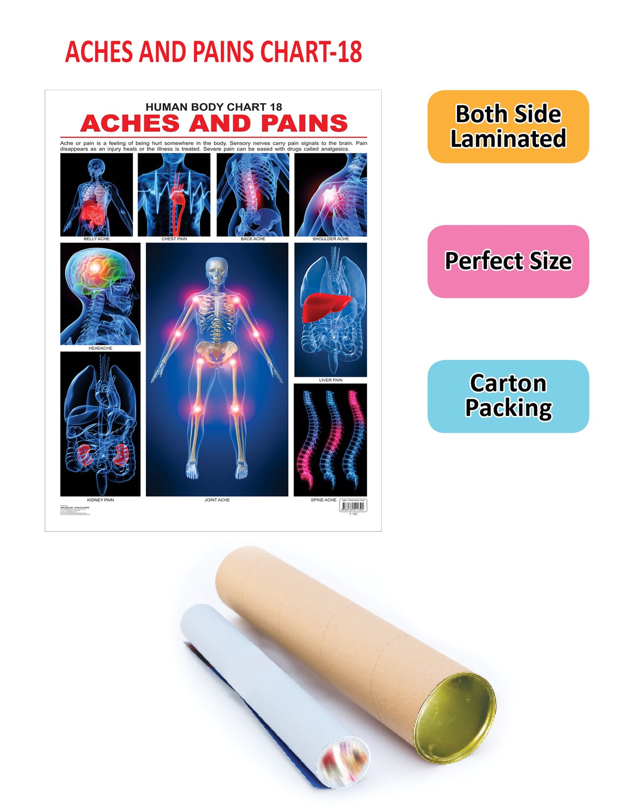 Dreamland Publications Educational Chart for Kids - The Pains - Distacart