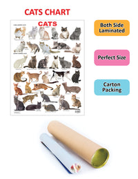 Thumbnail for Dreamland Publications Cat Chart : Children Reference Educational Laminated Chart - Distacart