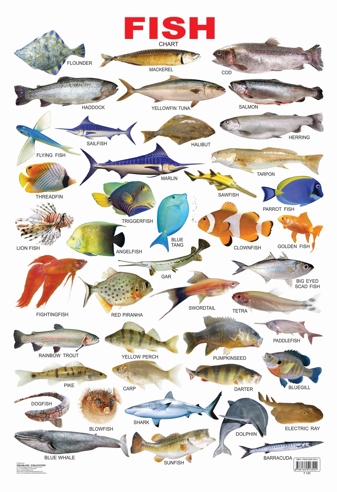 Buy Dreamland Publications Educational Chart for Kids - Fish Online at Best  Price