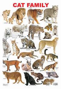 Thumbnail for Dreamland Publications Educational Chart for Kids - Cat Family Chart - Distacart