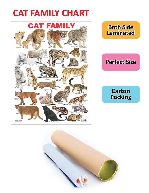 Dreamland Publications Educational Chart for Kids - Cat Family Chart - Distacart