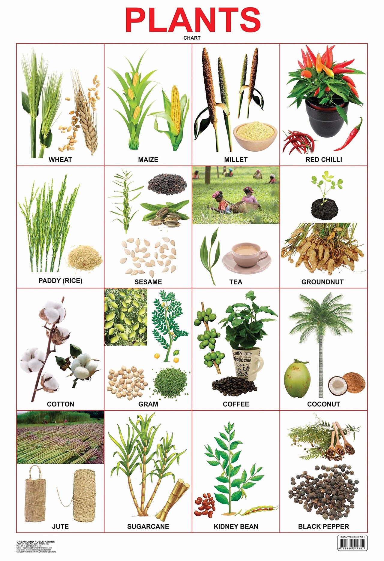 Dreamland Publications Plants Chart : Children Reference Educational Laminated Chart - Distacart