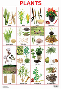 Thumbnail for Dreamland Publications Plants Chart : Children Reference Educational Laminated Chart - Distacart