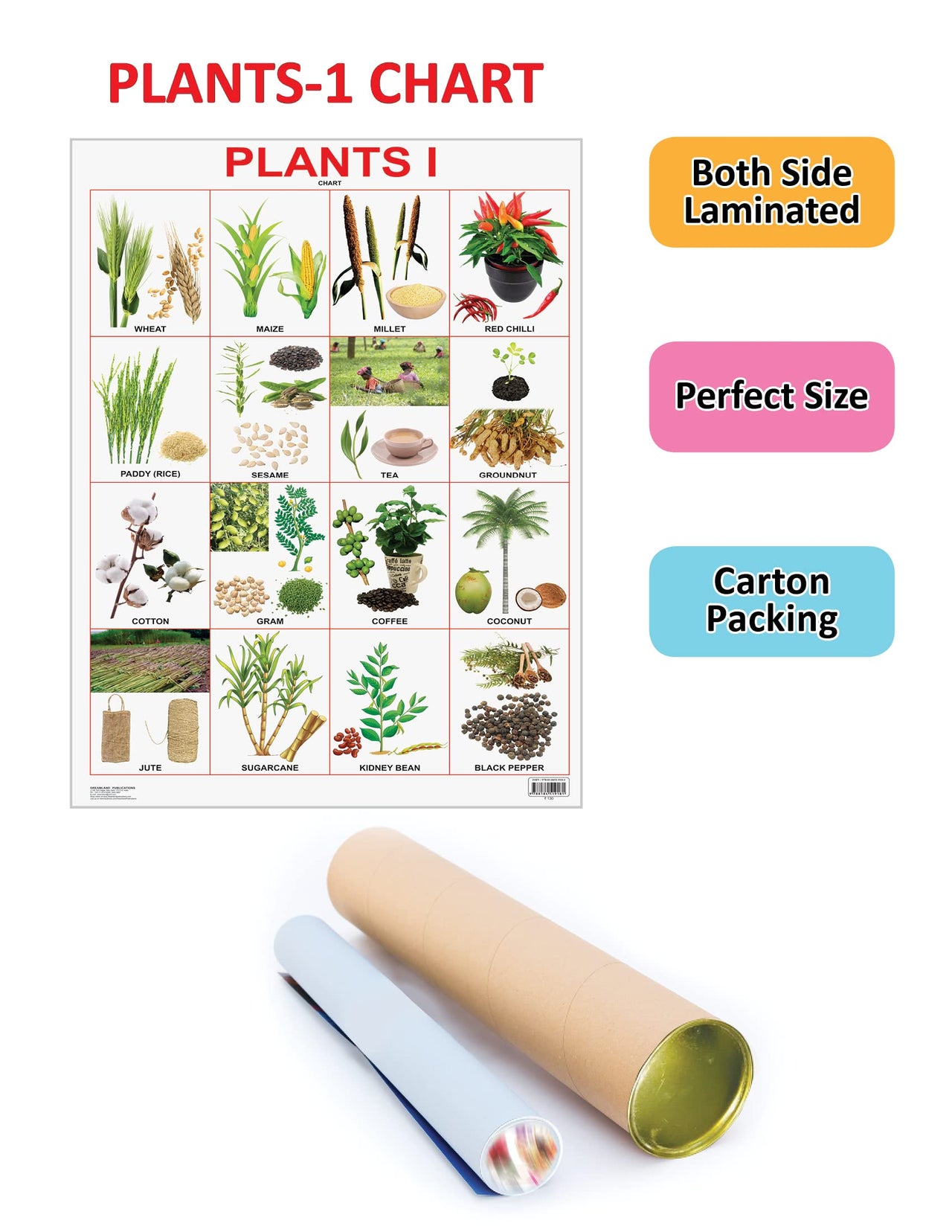 Dreamland Publications Plants Chart : Children Reference Educational Laminated Chart - Distacart