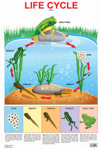 Thumbnail for Dreamland Publications Educational Chart for Kids - Life Cycle Chart - Distacart