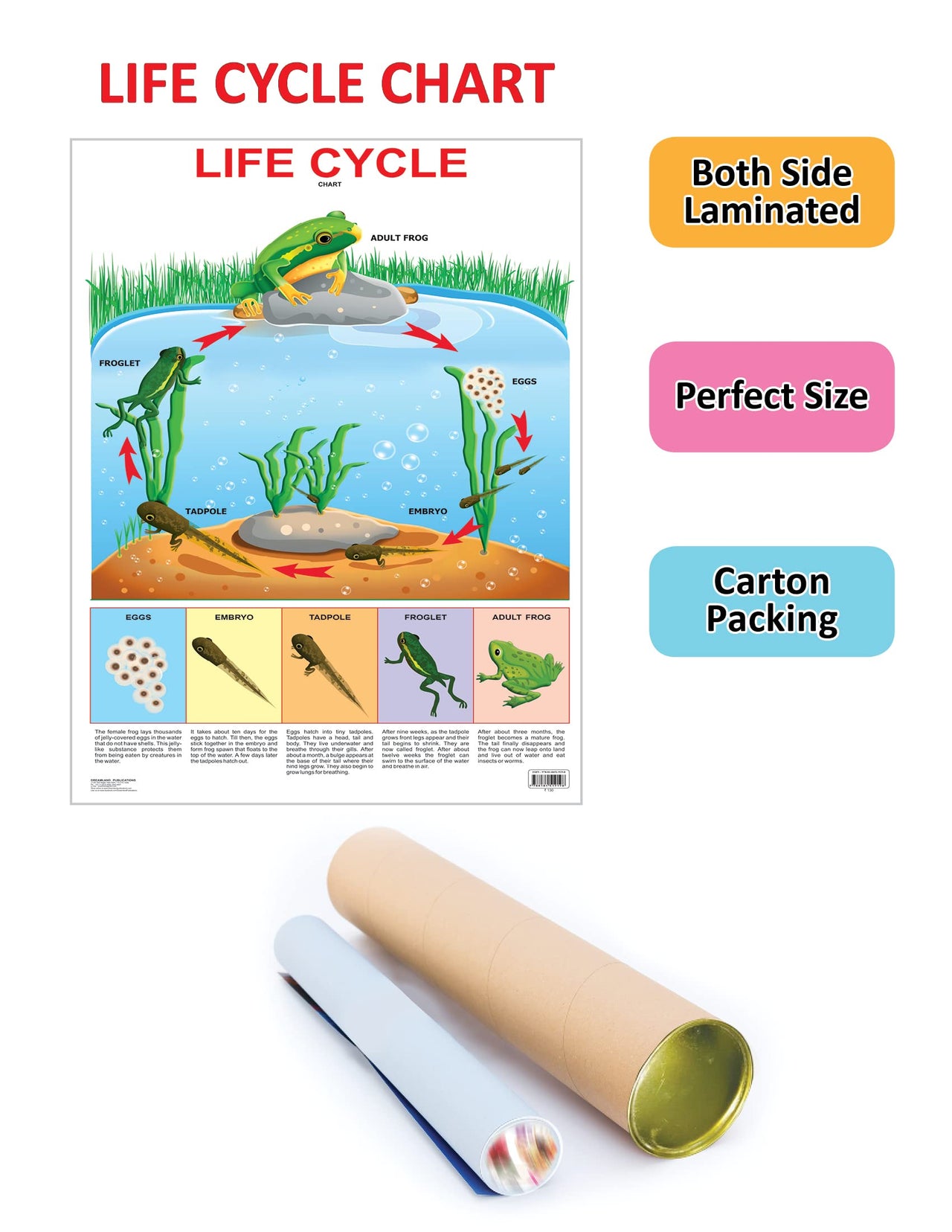 Dreamland Publications Educational Chart for Kids - Life Cycle Chart - Distacart