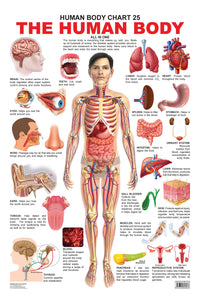 Thumbnail for Dreamland Publications Educational Chart for Kids - The Human Body Chart - Distacart