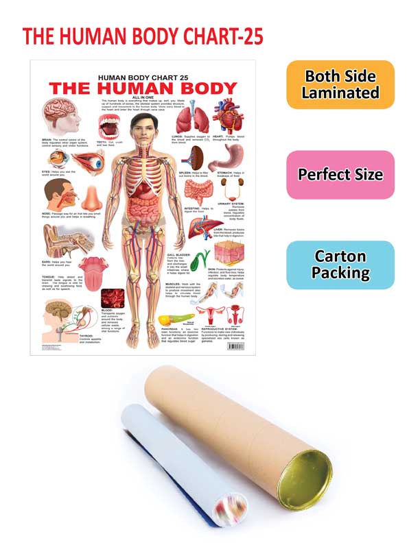 Dreamland Publications Educational Chart for Kids - The Human Body Chart - Distacart