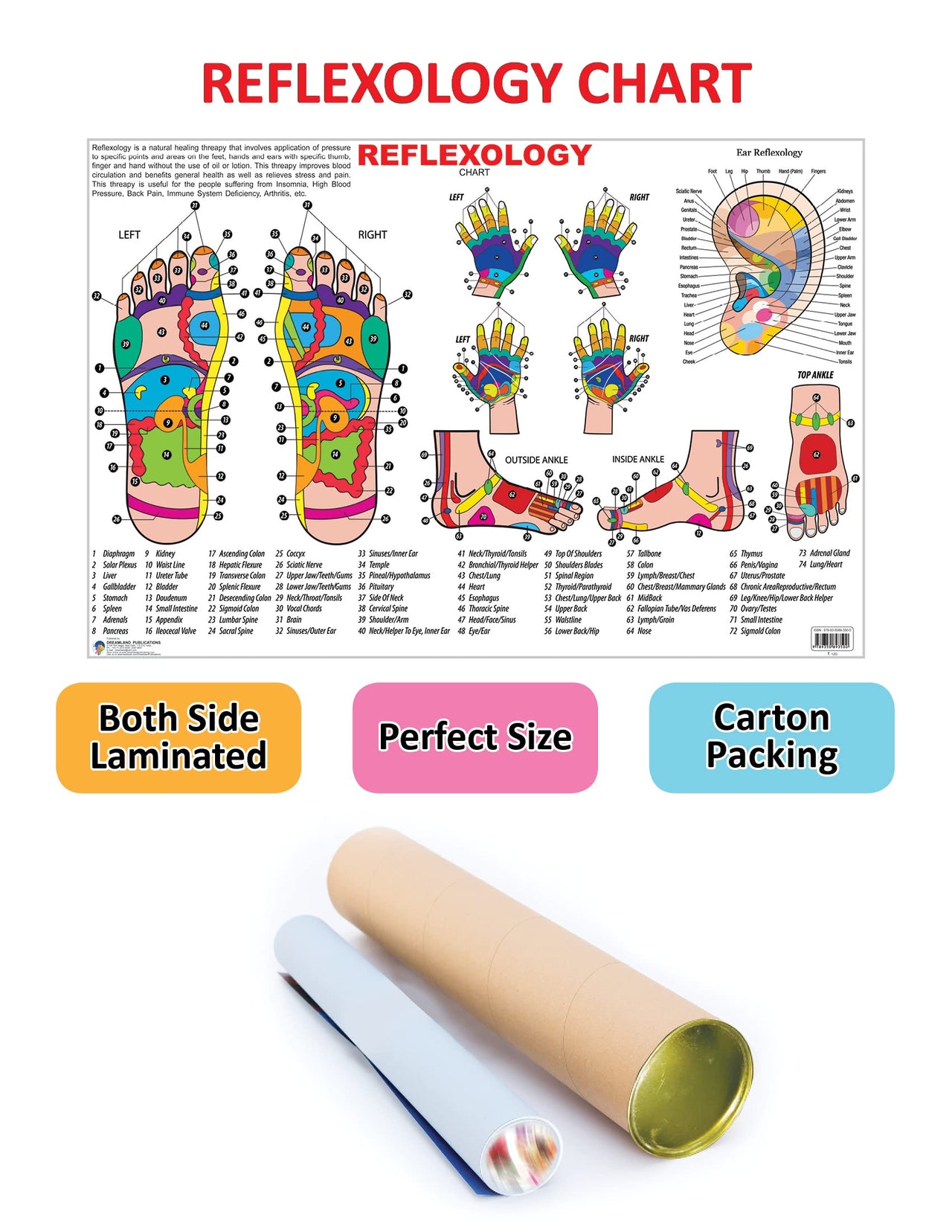 Dreamland Publications Educational Chart for Kids - Reflexology - Distacart